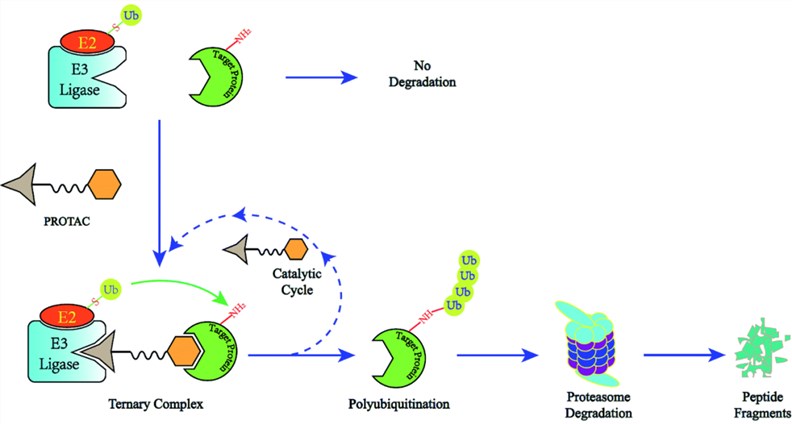 The degradation cycle of an E3 ligase using PROTAC<sup>®</sup>s. 