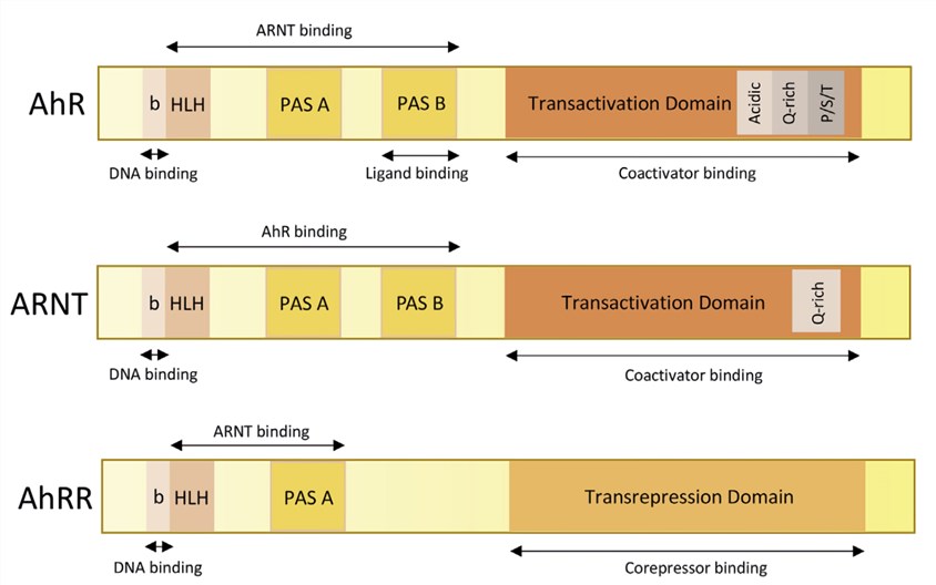 The functional domains of the AhR, ARNT and AhRR proteins. 