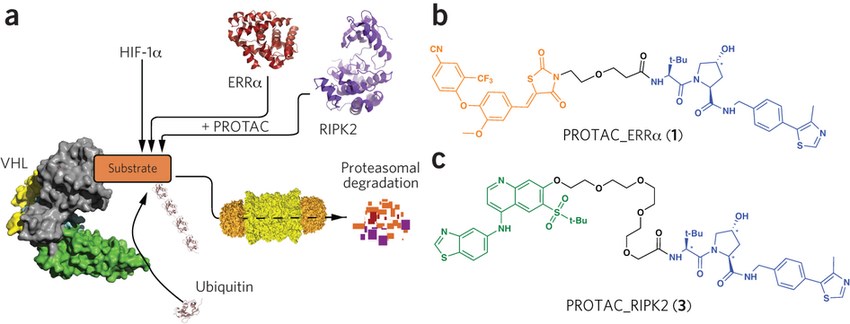 Proteolysis targeting chimeras (PROTAC<sup>®</sup>s).