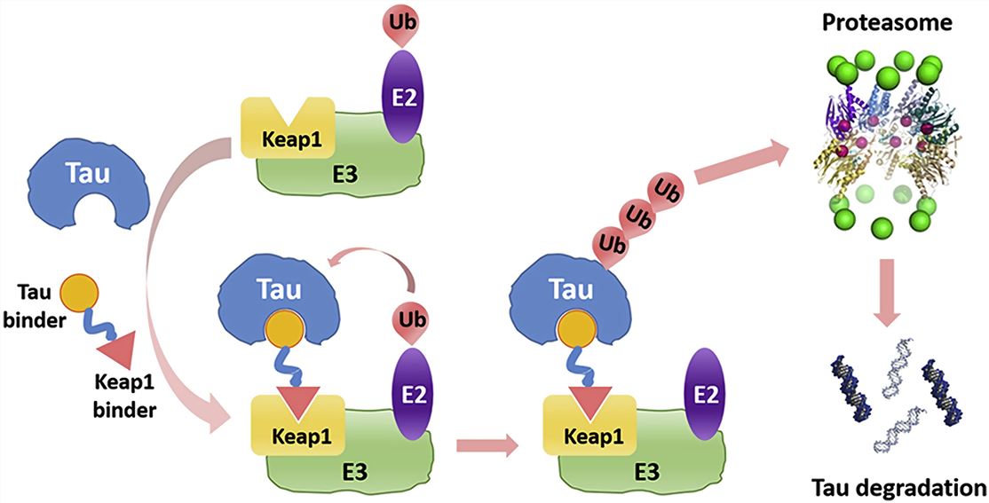 Schematic diagram of Tau-targeting peptide PROTAC<sup>®</sup>.