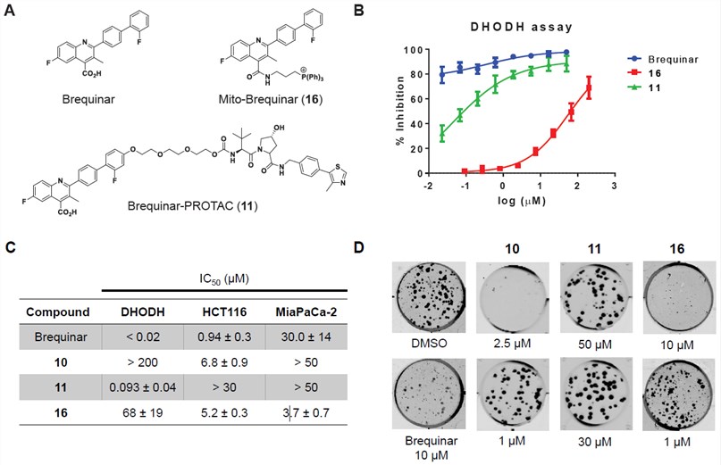 (A) Structures of brequinar and new probes, (B) Dose response curves from the DHODH assay, (C) IC50 values from brequinar and new probes tested in DHODH and MTT assay, (D) HCT-116 colonies treated with varying doses of brequinar probes.