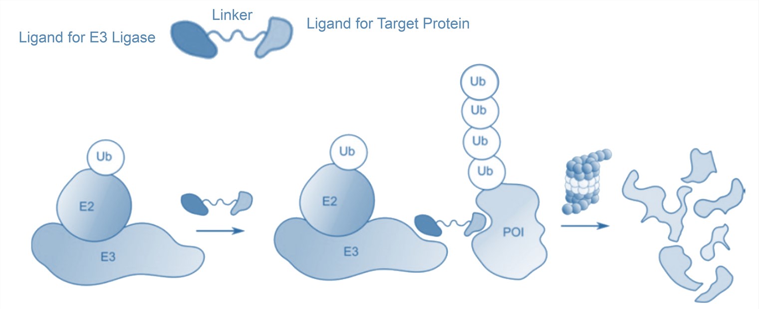 PROTAC<sup>®</sup>-mediated protein degradation.