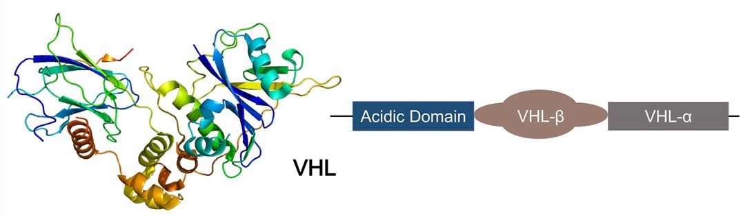 Structure of VHL.