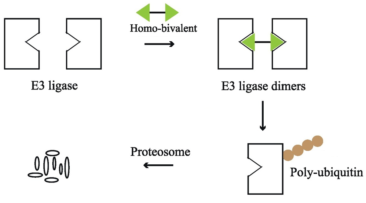 Schematic diagram of Homo-PROTAC<sup>®</sup>s.