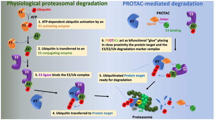 The ubiquitin-proteasome and typical divalent PROTAC<sup>®</sup>s.