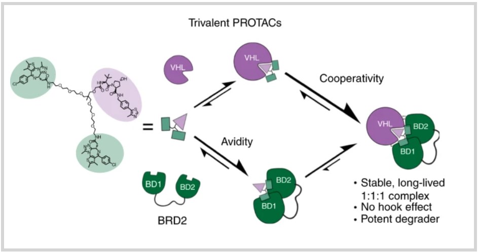 Schematic illustration of BRD2 targeted Trivalent PROTAC<sup>®</sup>s.