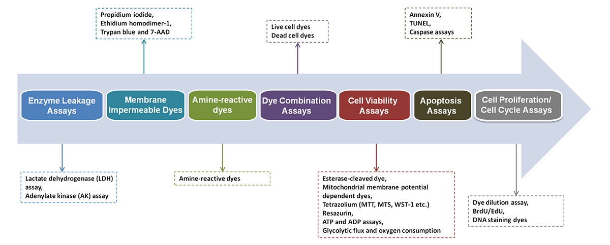 Schematic diagram of cell cytotoxicity assays.