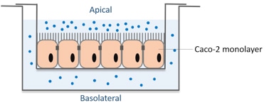 The schematic diagram of Caco-2 permeability assay.