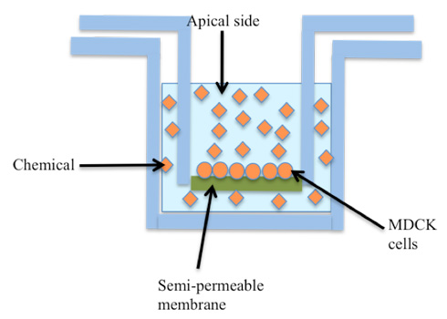The schematic diagram of MDCK permeability assay.