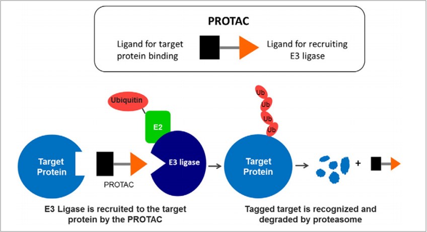 Schematic of the PROteolysis TArgeting Chimera (PROTAC<sup>®</sup>) technology.