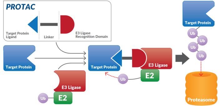 PROTAC<sup>®</sup> recruitment of an E3 ligase for target protein degradation via the ubiquitin-proteasome pathway.