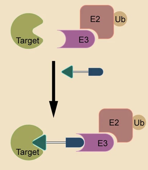 PROTAC<sup>®</sup> recruitment of an E3 ligase for target protein degradation via the ubiquitin-proteasome pathway.