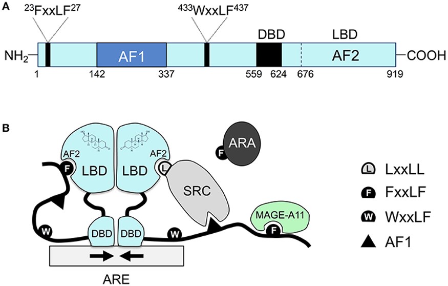 The unique molecular features of the androgen receptor and its coregulator recruitment.