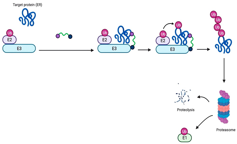 The mechanism of Protein Degrader made up of a ligand for ER and another ligand, serving as the E3 ubiquitin ligase complex substrate.