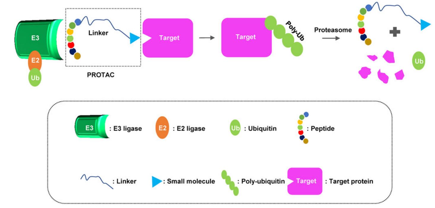 Schematic process of peptide-based Protein Degraders technology.