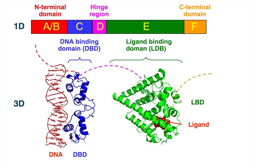 The structural organization of nuclear receptors.