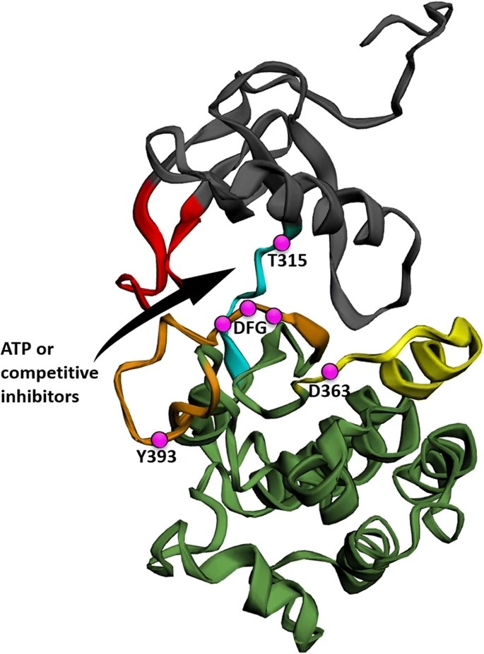Crystallographic analysis of Bcr-Abl protein highlights a two-lobe catalytic domain.