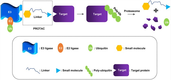 Schematic representation of the mechanisms of action of small molecule-based Protein Degraders.