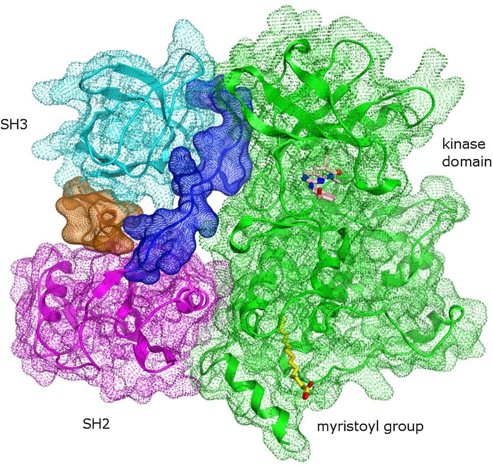Crystal structures of the c-Abl N-terminal portion.