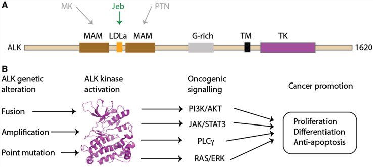 Overview of ALK domain structure and oncogenic ALK signalling mechanisms.