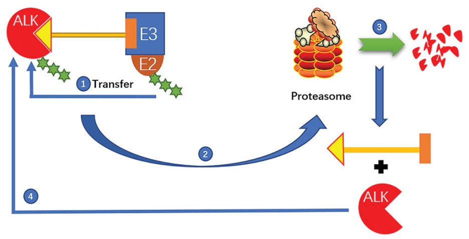 Mechanism of action of ALK Protein Degraders.