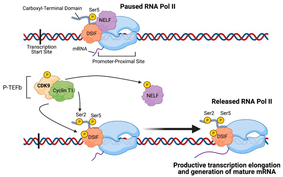 Role of CDK9 in transcription elongation.