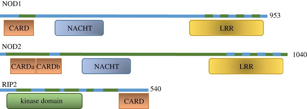 The domain architecture of NOD1, NOD2 and RIP2.