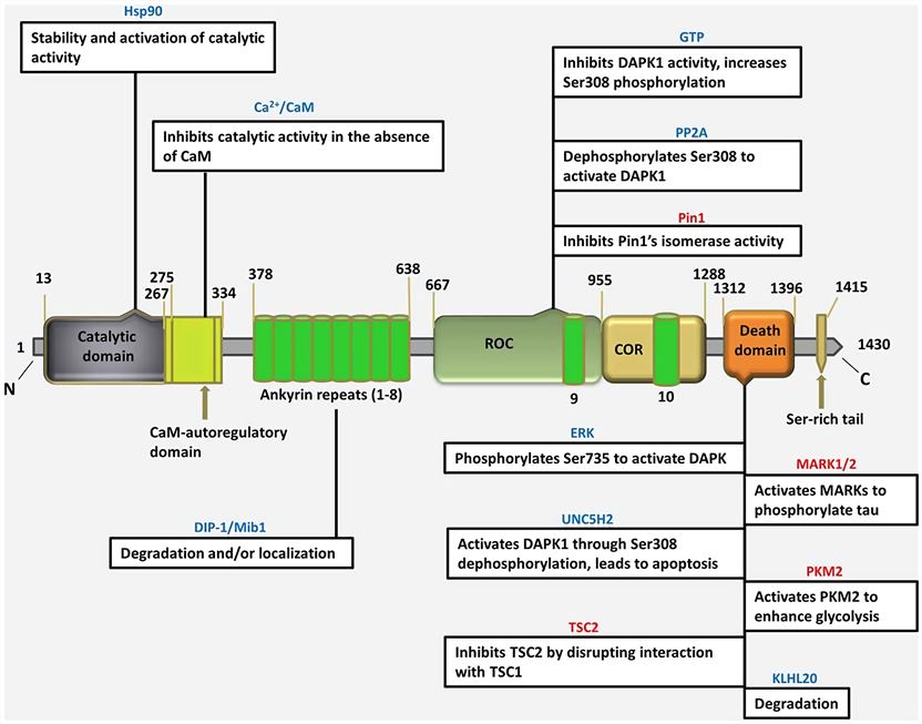 Schematic depiction of multi-domain organization of DAPK1 protein.