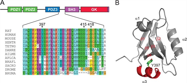 Domain architecture of PSD-95 and crystal structure of PDZ3.A.