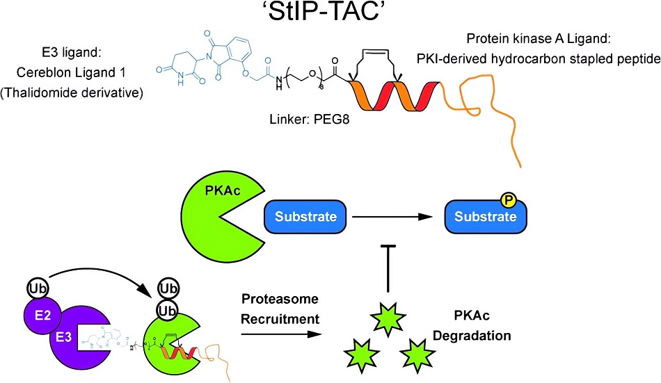 Design and activity of Protein Degraders that degrade PKA.
