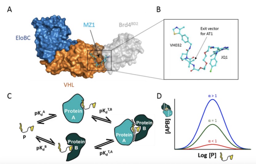 Biophysical properties of protein degrader-induced ternary complexes. (OA literature)