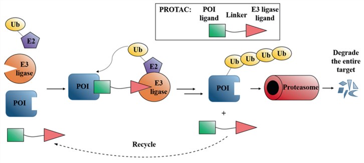 Schematic diagram of Protein Degraders.