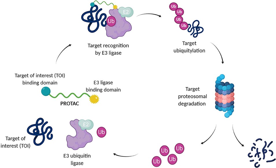 Targeted protein degradation by Protein Degraders.