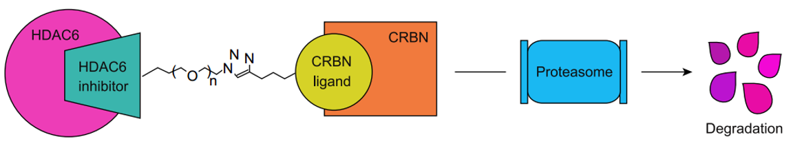 Mode of action of Protein Degraders.