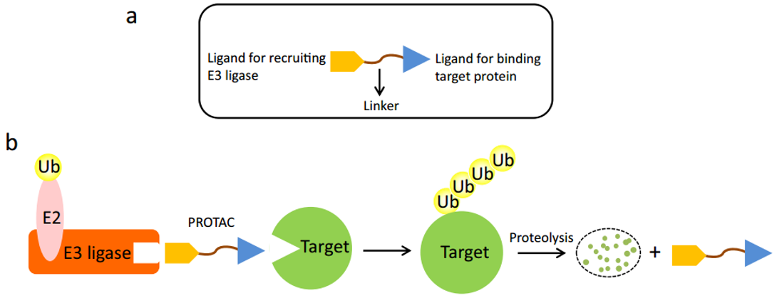 The composition of Protein Degraders and mechanism of action of Protein Degraders.