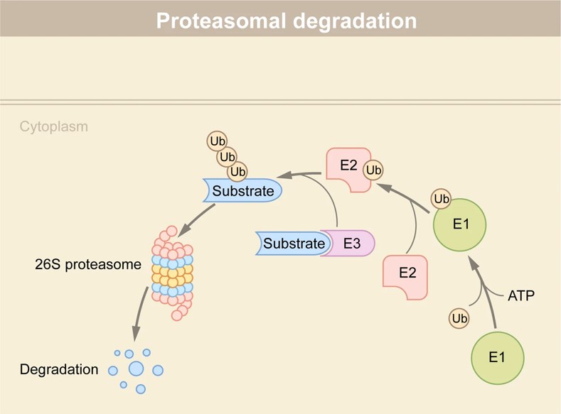 A schematic diagram of protein degradation via the ubiquitin-proteasome system (UPS).