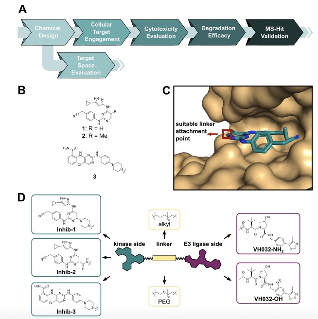 A validation workflow for E3 ligase selection, employing broad‑spectrum kinase inhibitors as the ligands for the protein of interest.(OA Literature)