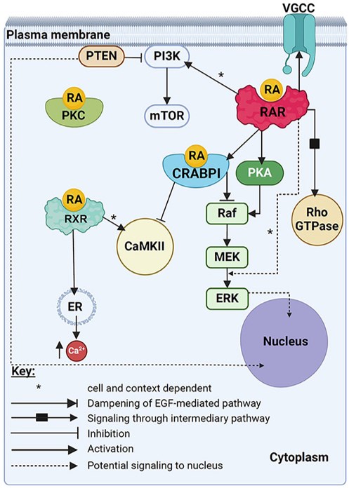 Image showing various non-canonical actions potentially mediated by either RA alone, RA binding to CRABPI, or RA binding to extranuclear RAR or RXR receptors.