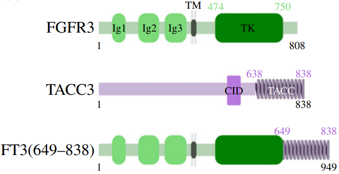 Schematic diagrams of FGFR3, TACC3, and a fusion of FGFR3 and TACC3, FT3(649–838).