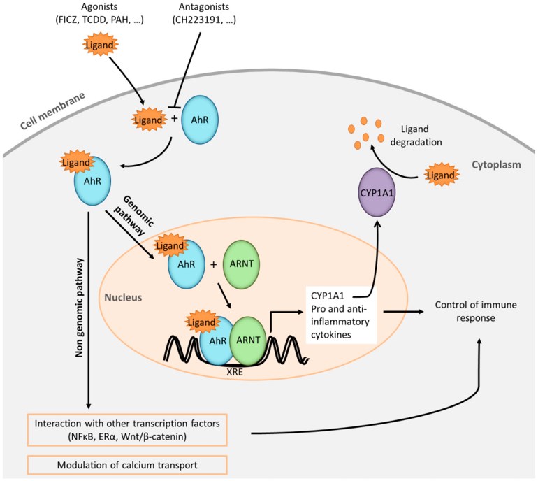 Simplified representation of AhR pathways and the regulatory roles of AhR ligands in physiology and pathophysiology.