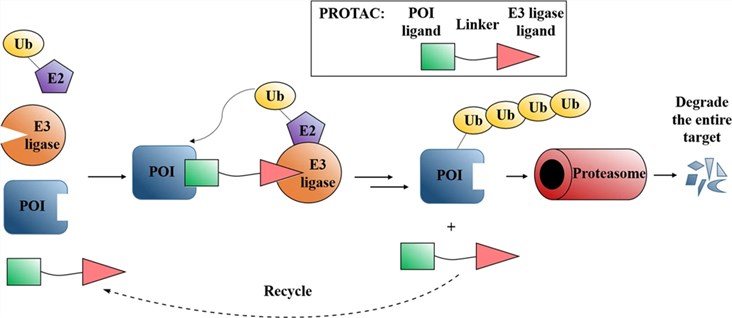 Mode of action of Protein Degraders.