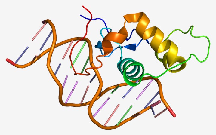 Schematic diagrams of estrogen-related receptor alpha structure.