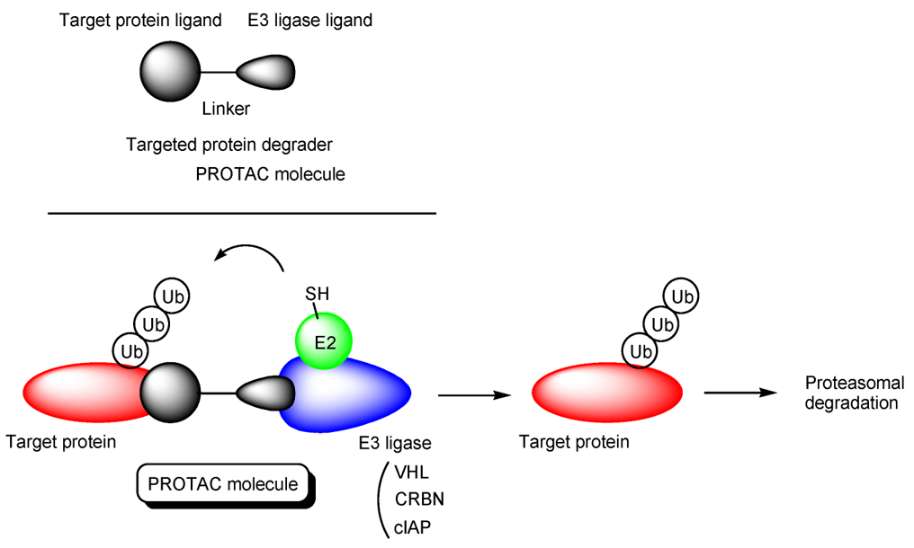 The structure of Protein Degraders and the pathway of target protein degradation by Protein Degraders.