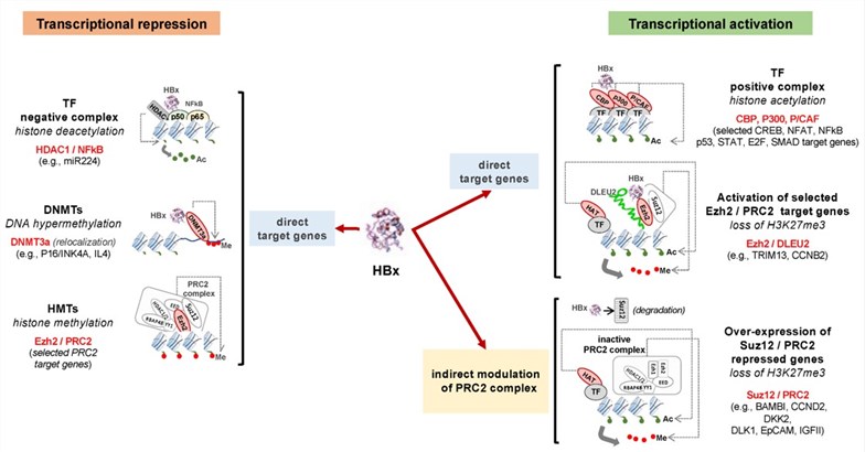 Schematic illustration of host gene transcription modulation by X-protein.