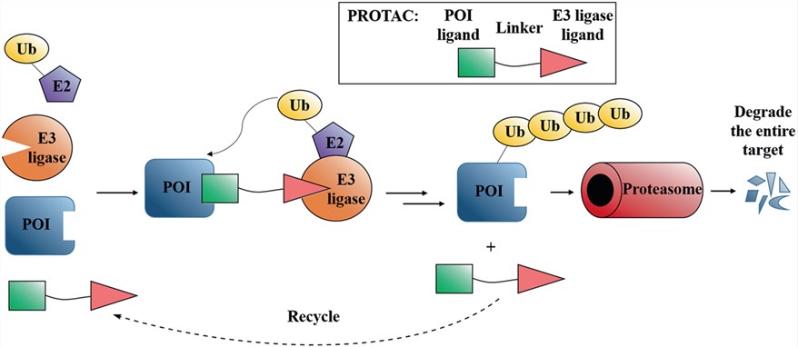 Schematic diagram of Protein Degraders.