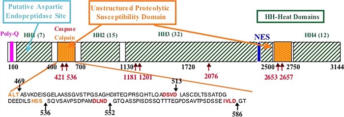 Schematic of HTT structure with four HEAT repeat domains (HH).