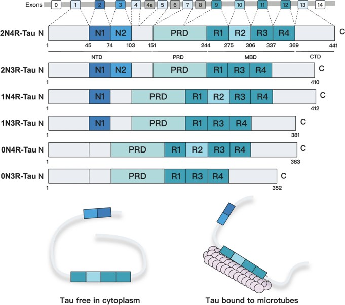Organization of tau gene and isoforms of tau protein.