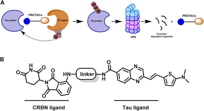 Mechanism of Protein Degraders technology and design for a new Tau-targeting Protein Degraders.