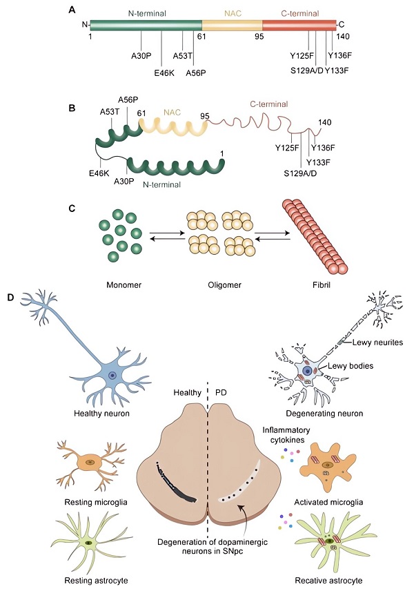 The α-synuclein structure and pathogenesis of α-Synuclein in Parkinson’s Disease.