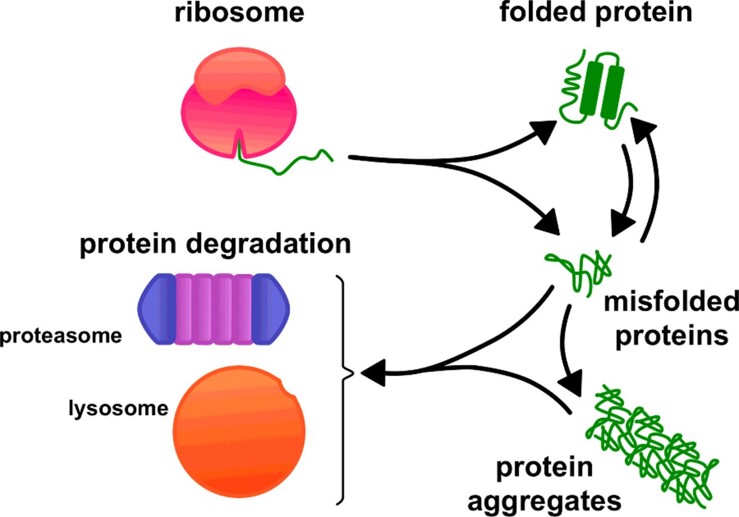 Cellular pathways of protein degradation remove misfolded proteins.